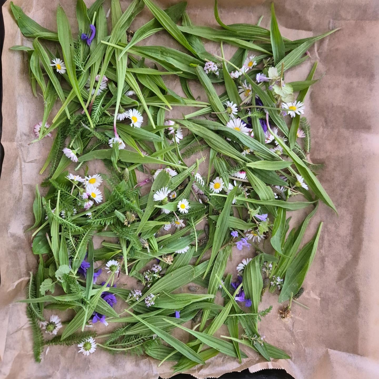 Wildkräuterlippenbalsam